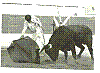 YIYO 10.jpg