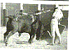 YIYO 15.jpg